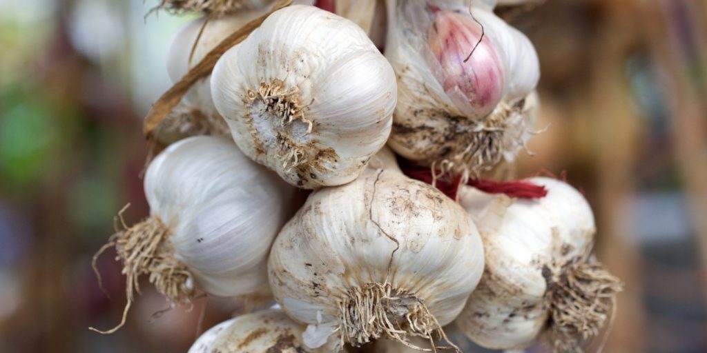 bunch-of-garlic