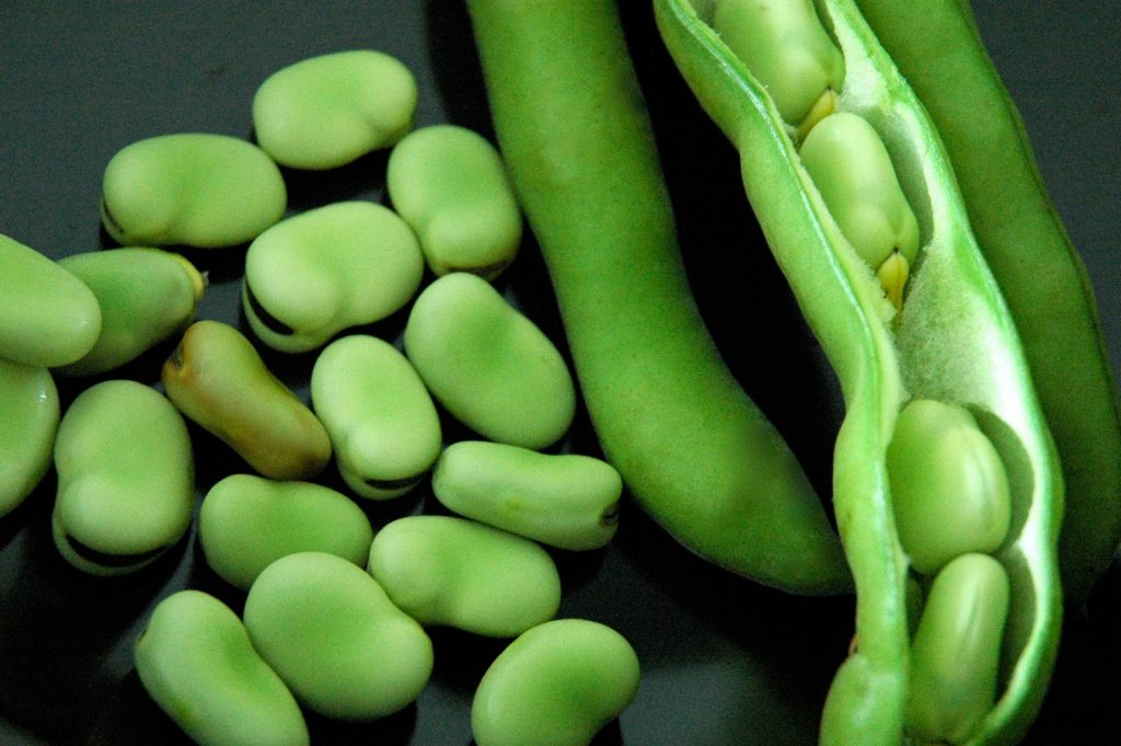 fava_beans