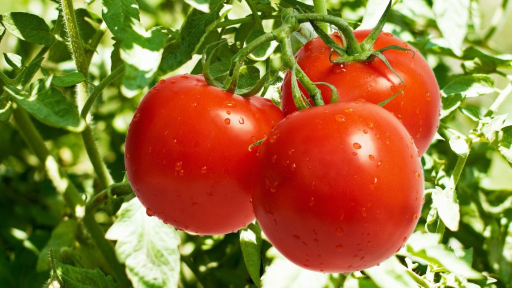 Como Plantar Tomates