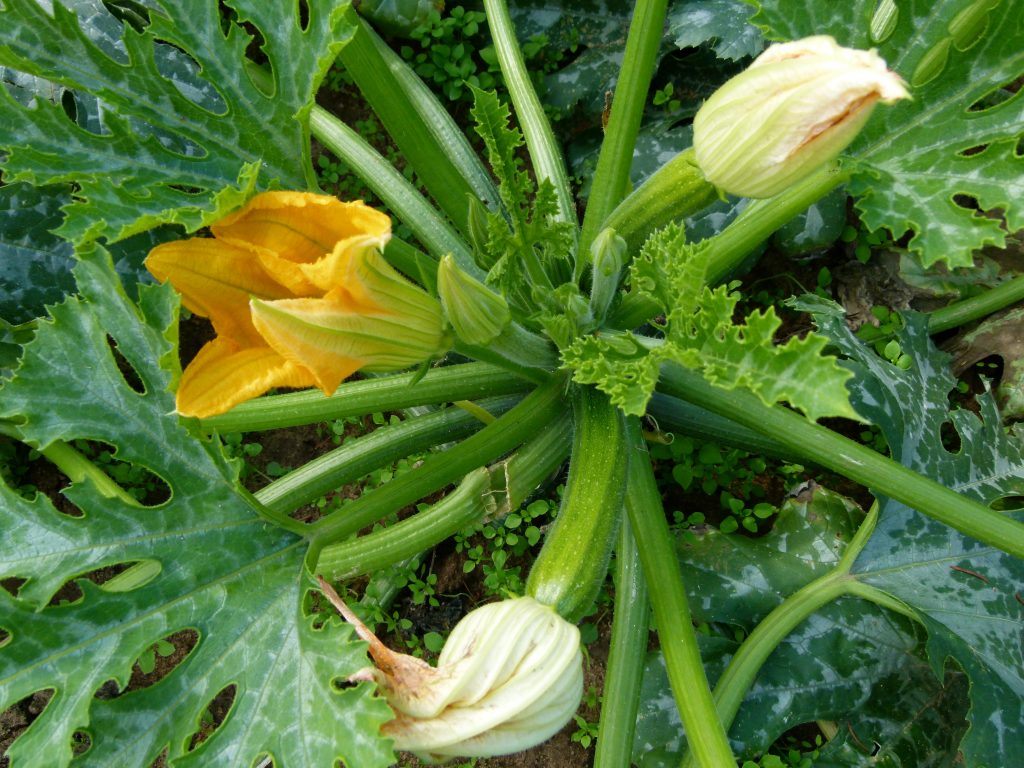 Planta Courgettes