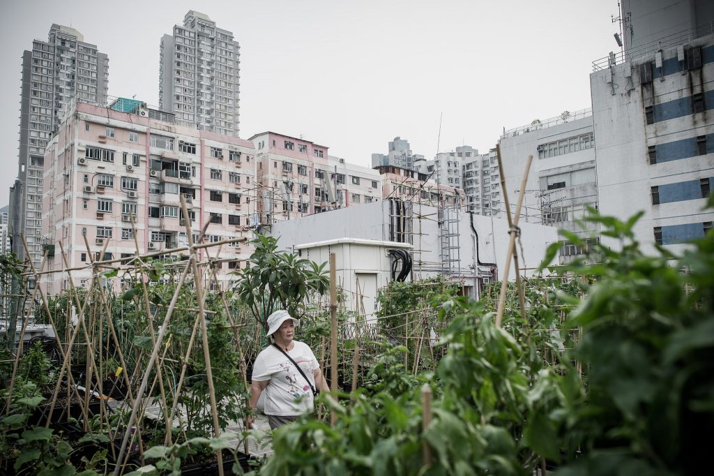 Horta comunitaria em hong kong