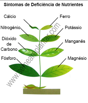 sintomas-deficiencias-plantas
