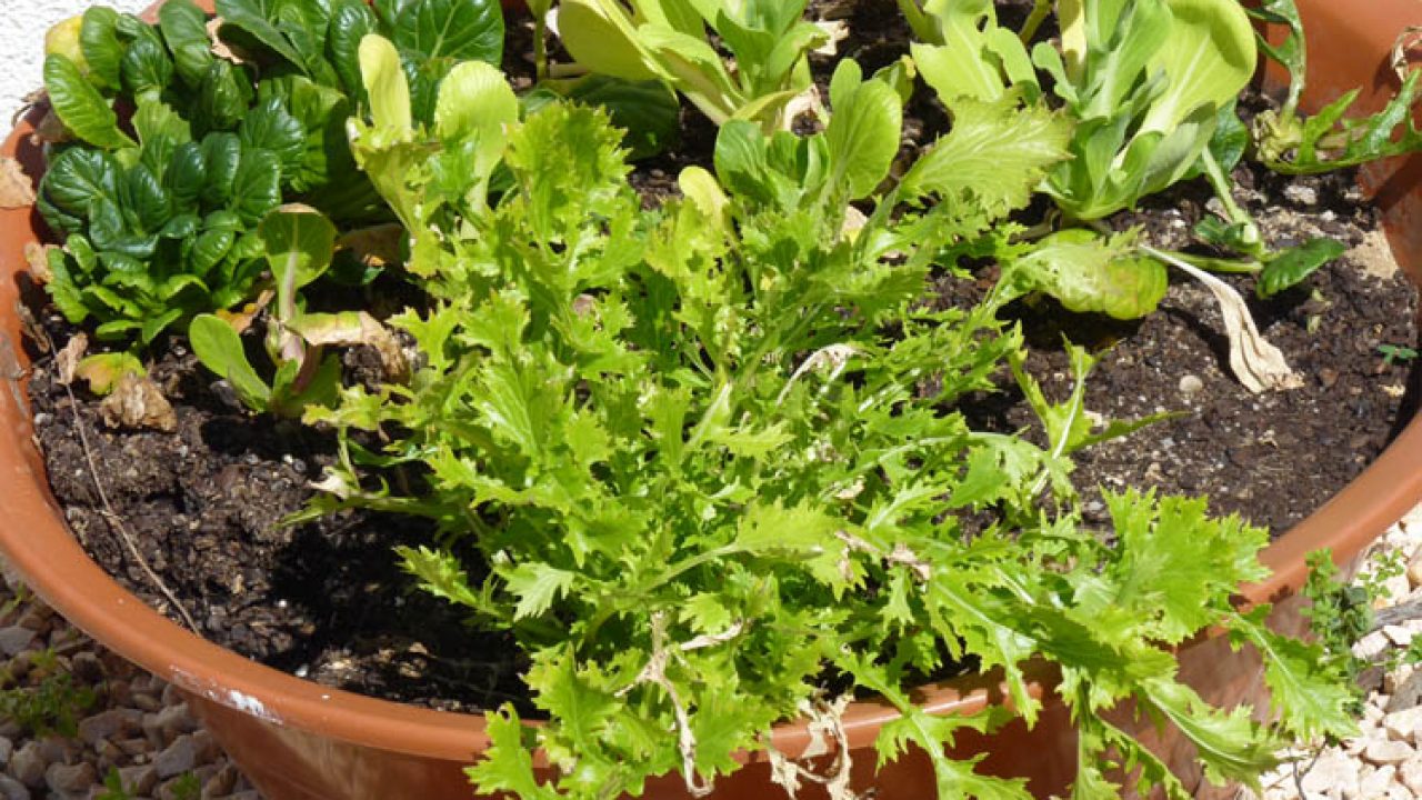 Como semear / plantar alfaces em vasos ou outro recipiente - Semear \u0026  Plantar, image size:1280x720