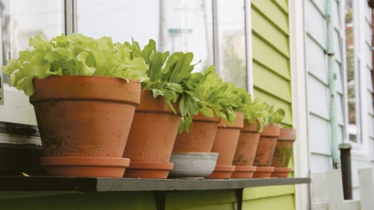 Como plantar alfaces biológicas em vasos - Semear \u0026 Plantar, image size:1280x720