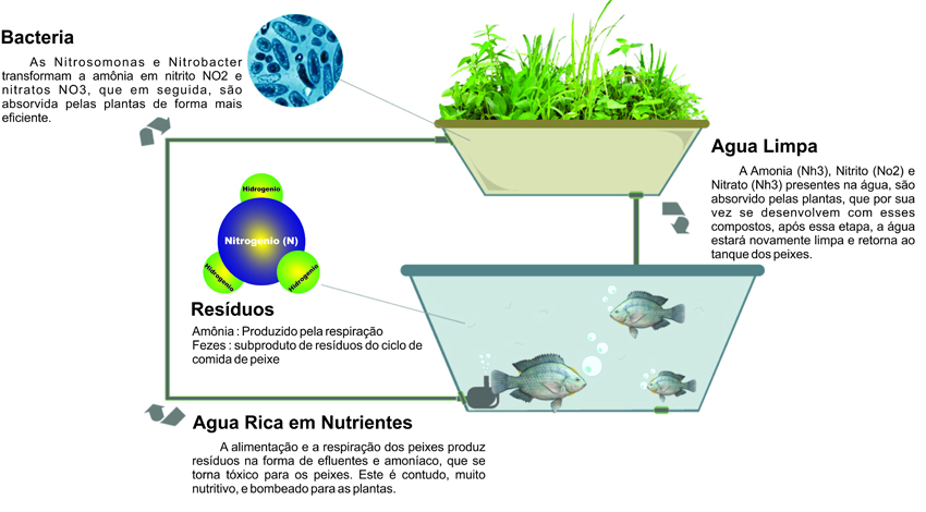 aquaponia-ciclo