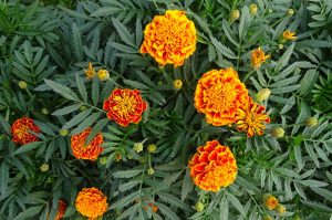 french marigolds