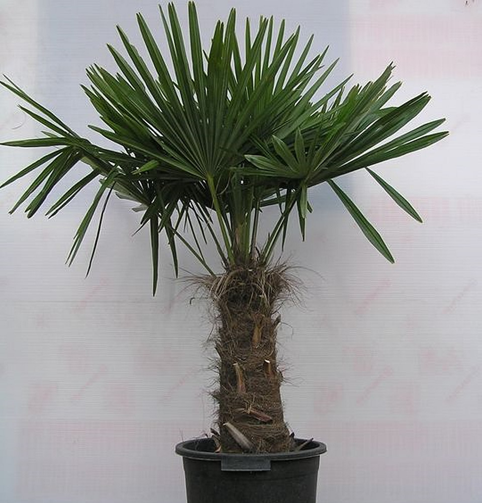 palmeira-chinesa