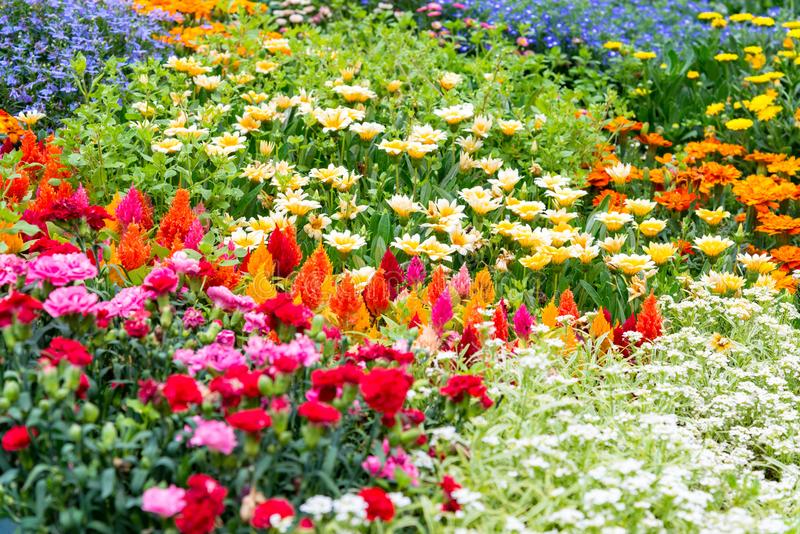 Flores de Inverno - Dê cor ao seu jardim - Semear & Plantar