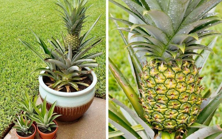 Como germinar e plantar abacaxi em vaso - Semear & Plantar